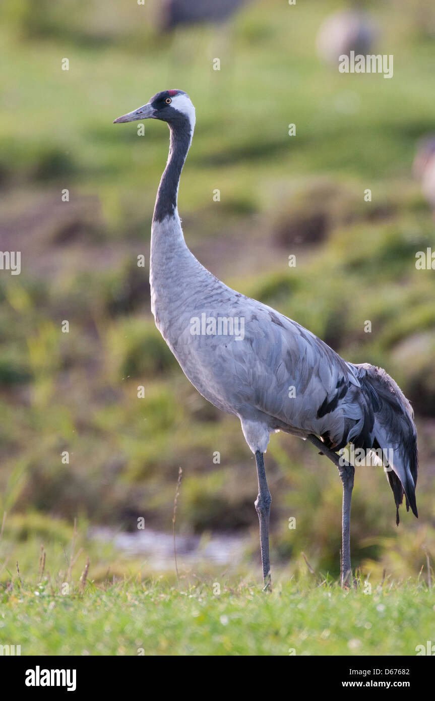 crane on a meadow, grus grus, germany Stock Photo