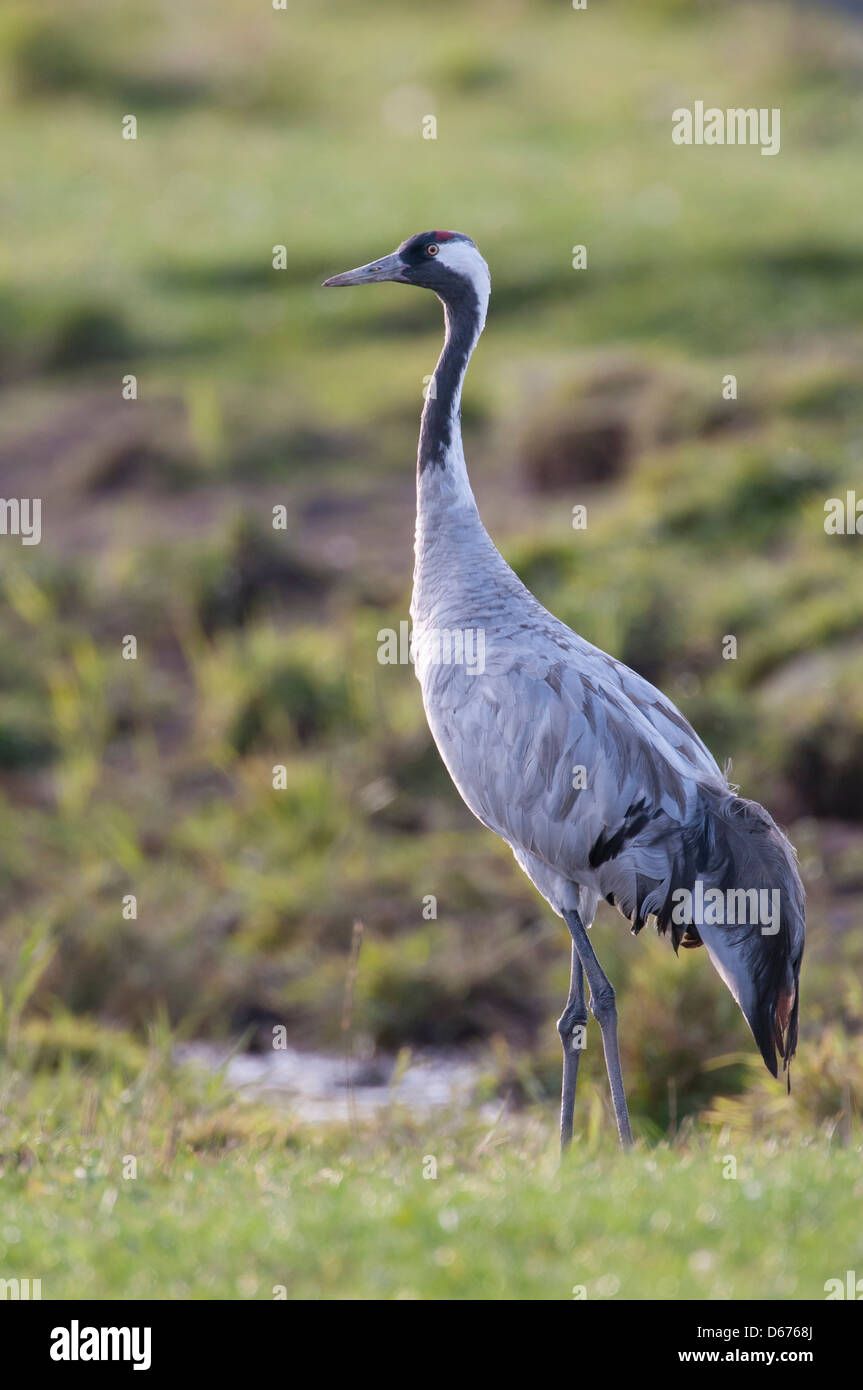 crane on a meadow, grus grus, germany Stock Photo