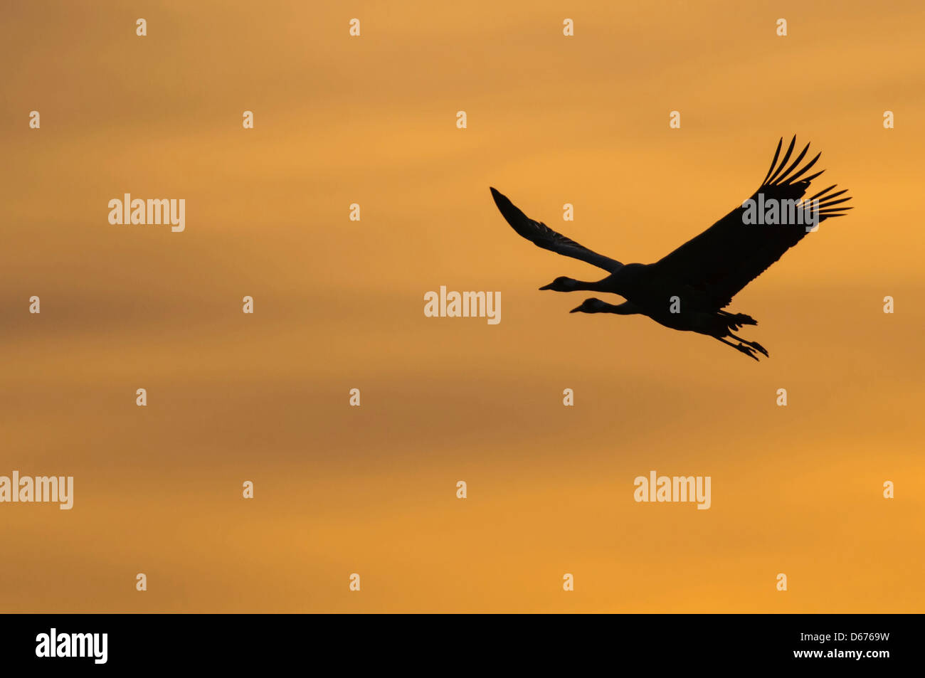 cranes at sky, grus grus, germany Stock Photo