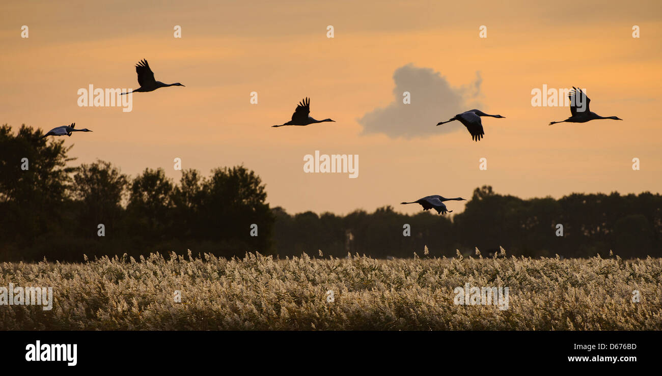 cranes at sky, grus grus, germany Stock Photo