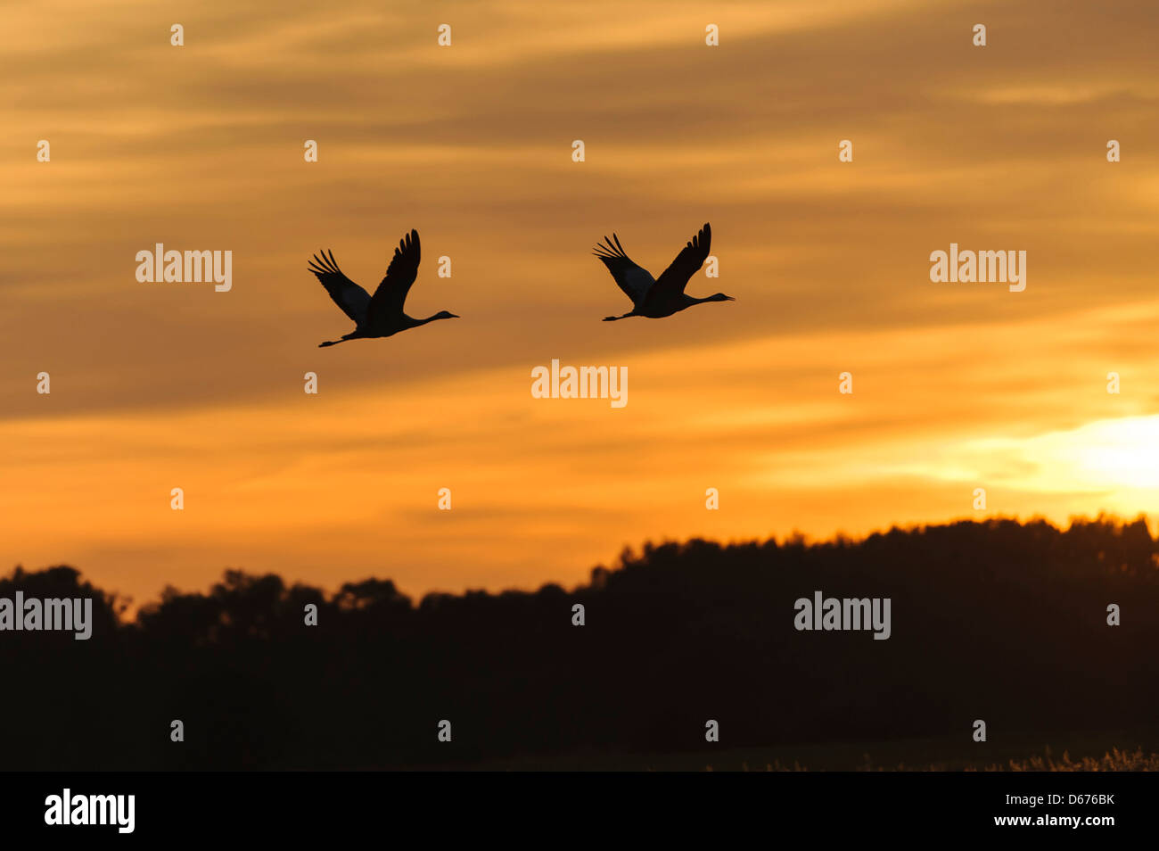 cranes at sky, grus grus, germany Stock Photo