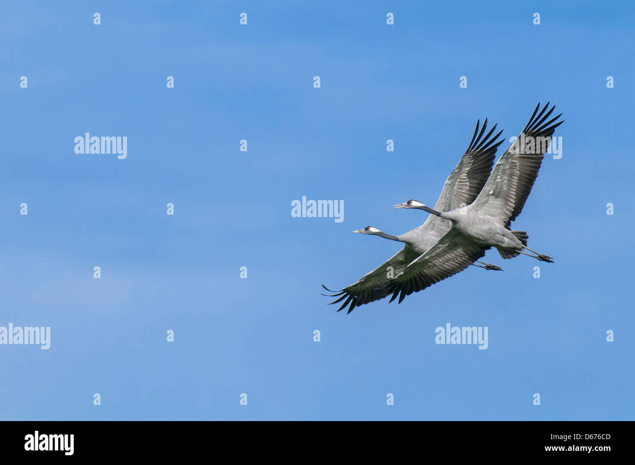 cranes in flight, grus grus, germany Stock Photo