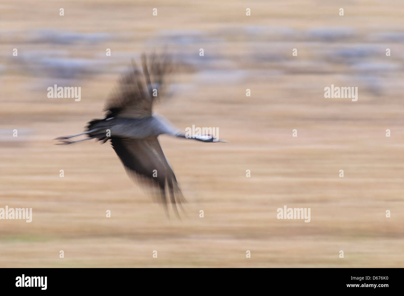 crane flying over field, grus grus, germany Stock Photo