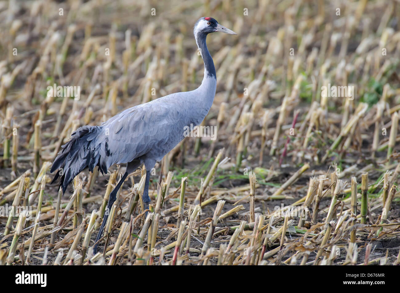 crane (grus grus) on a stubble field, mecklenburg-vorpommern, germany Stock Photo
