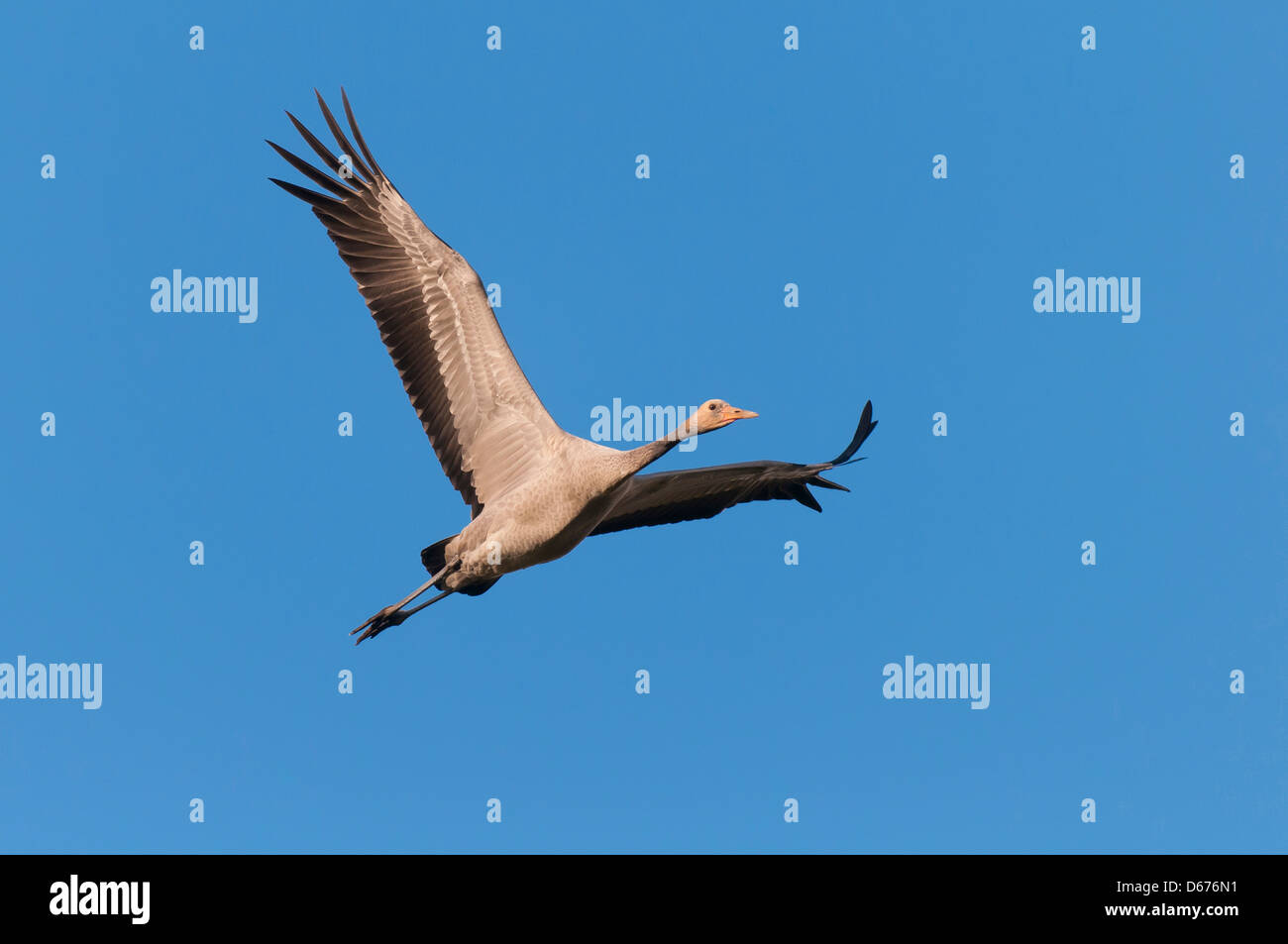 crane in flight, grus grus, germany Stock Photo