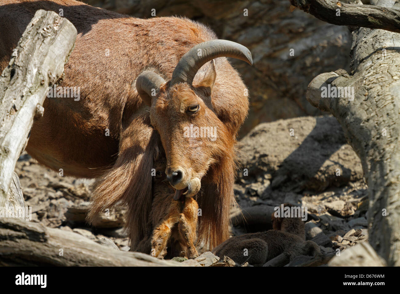 Barbary Sheep (Ammotragus lervia) with newborn lambs, Prague zoo, Czech — free download