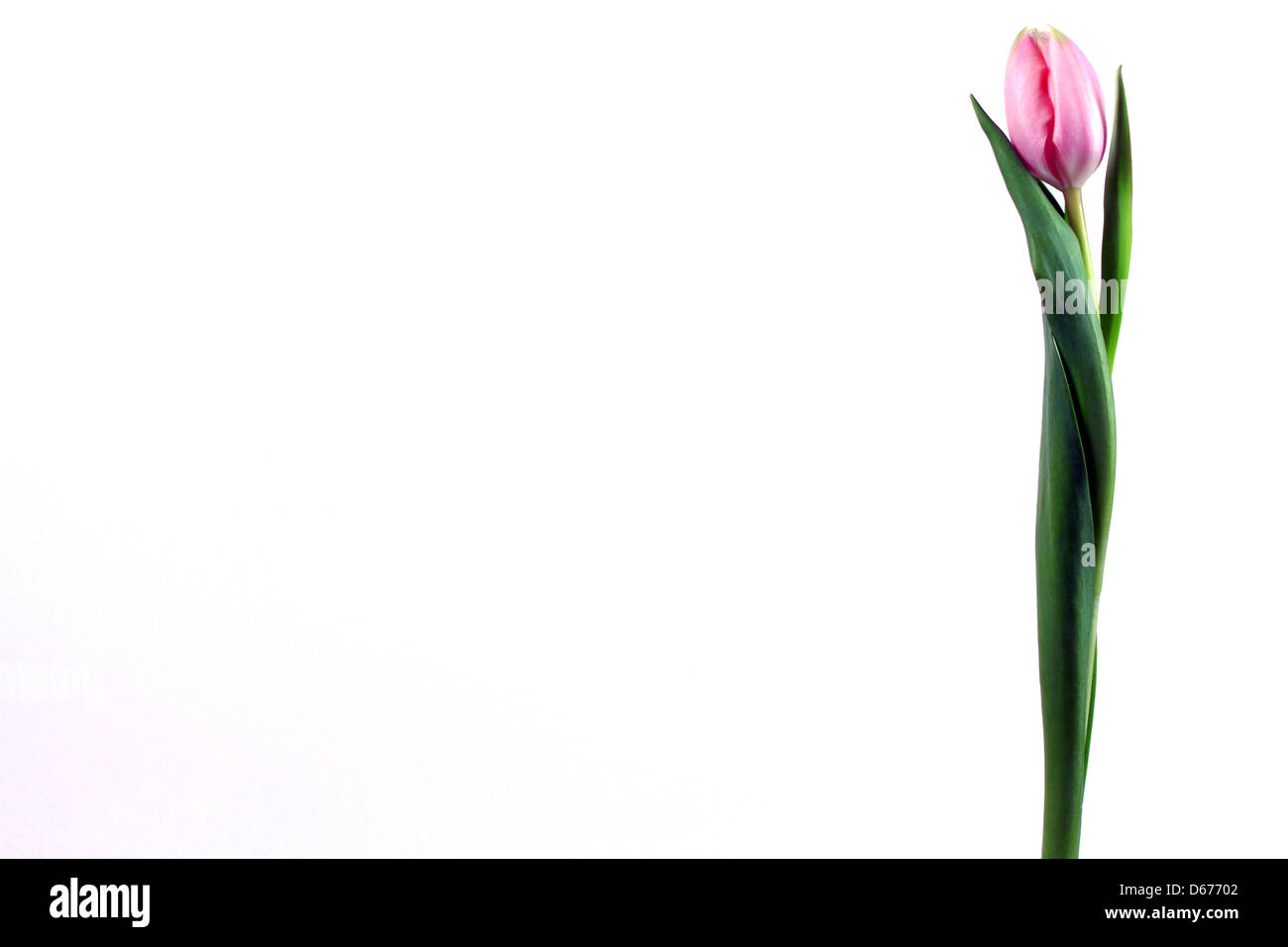 Single Tulip on a white background Stock Photo - Alamy