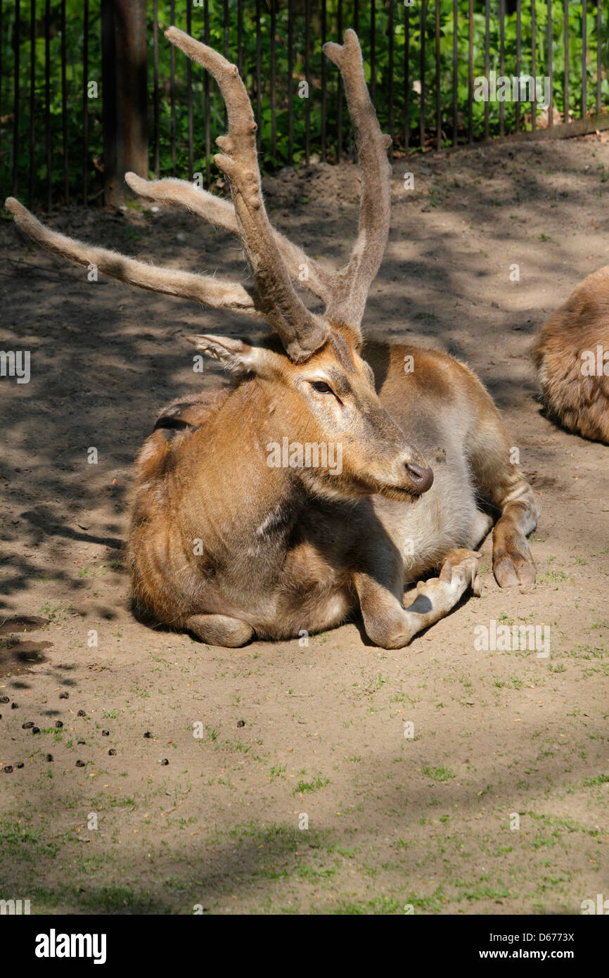 Pere Davids deer (Elaphurus davidianus), Prague Zoo, Czech Republic Stock Photo
