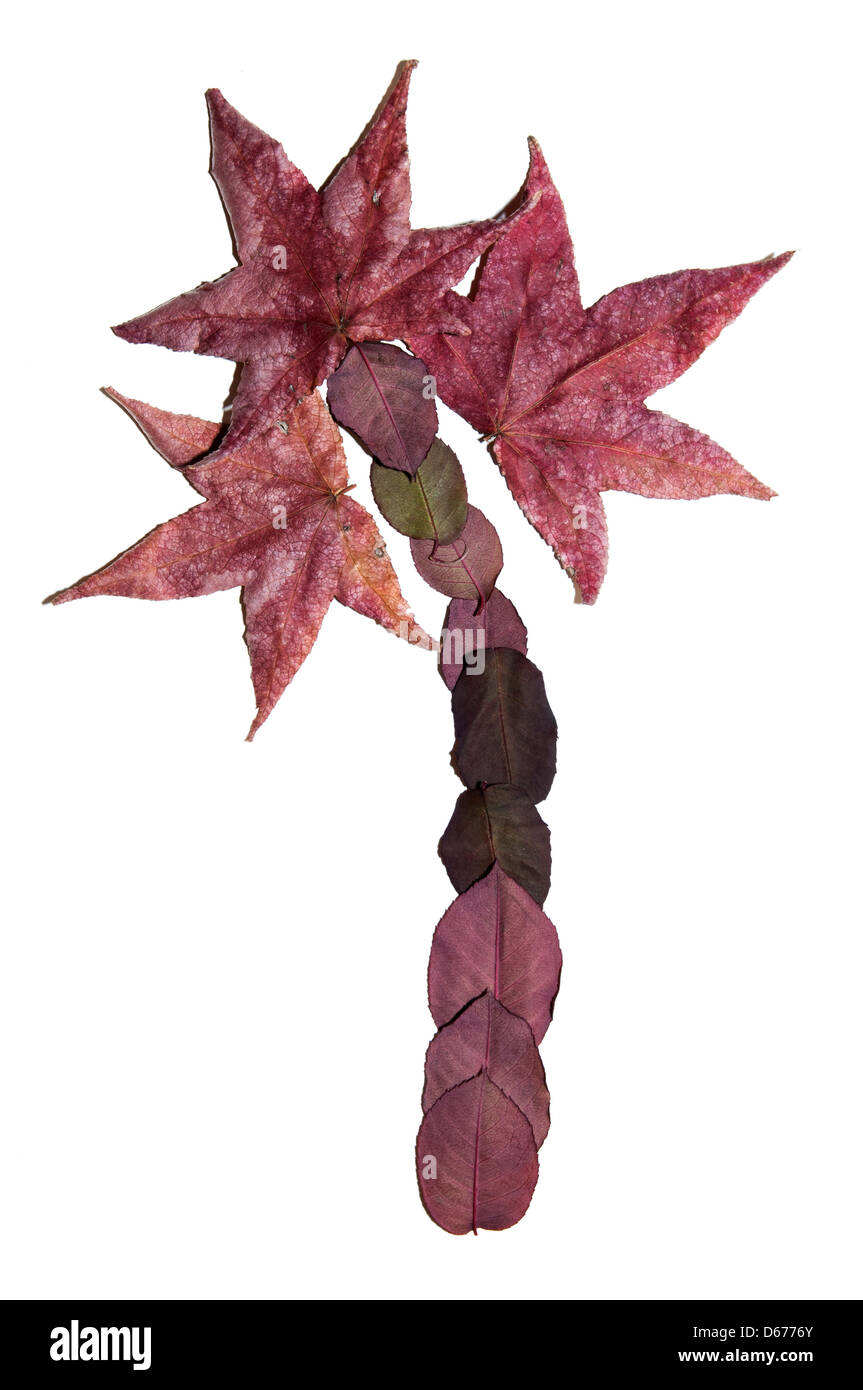 Different leaf shapes hi-res stock photography and images - Alamy