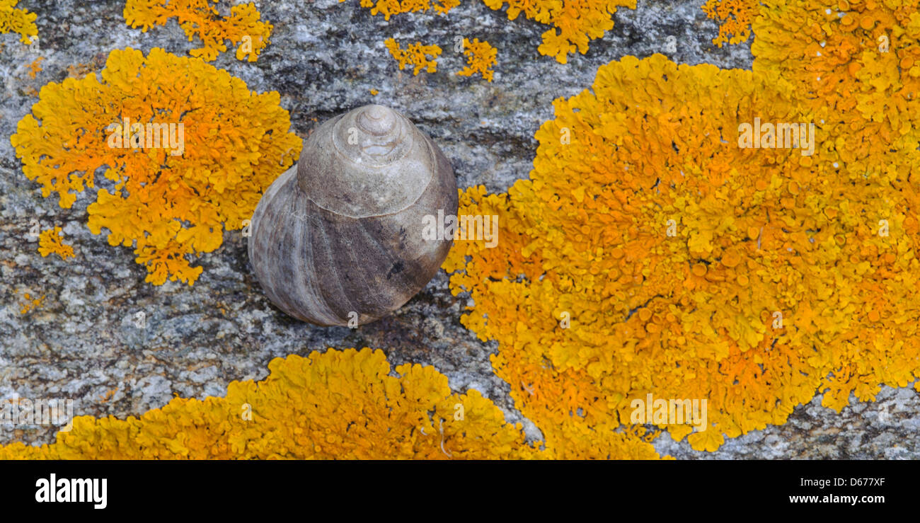 sea snails (buccinidae) on a rock, norway Stock Photo