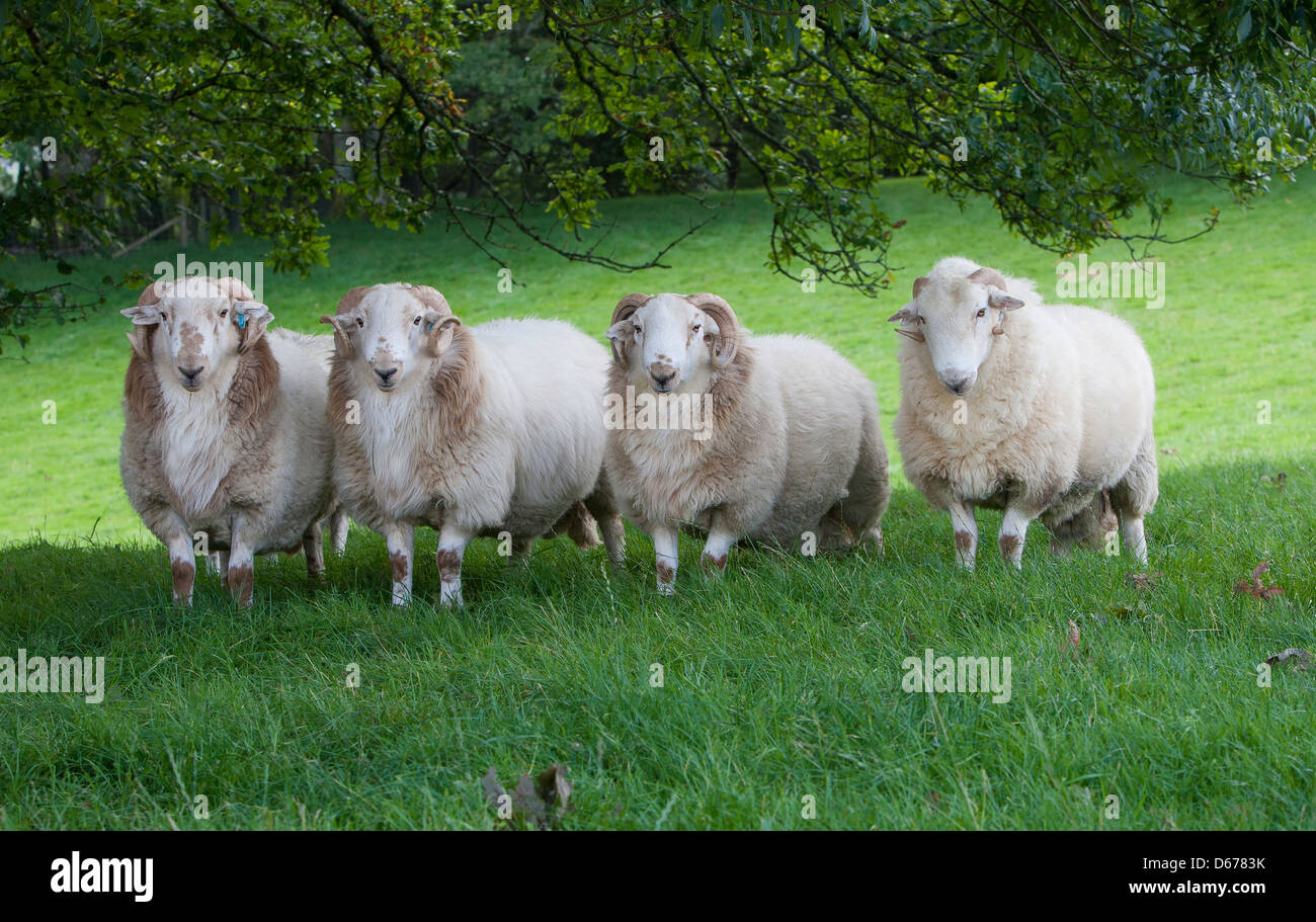 Group of Welsh Mountain sheep Stock Photo