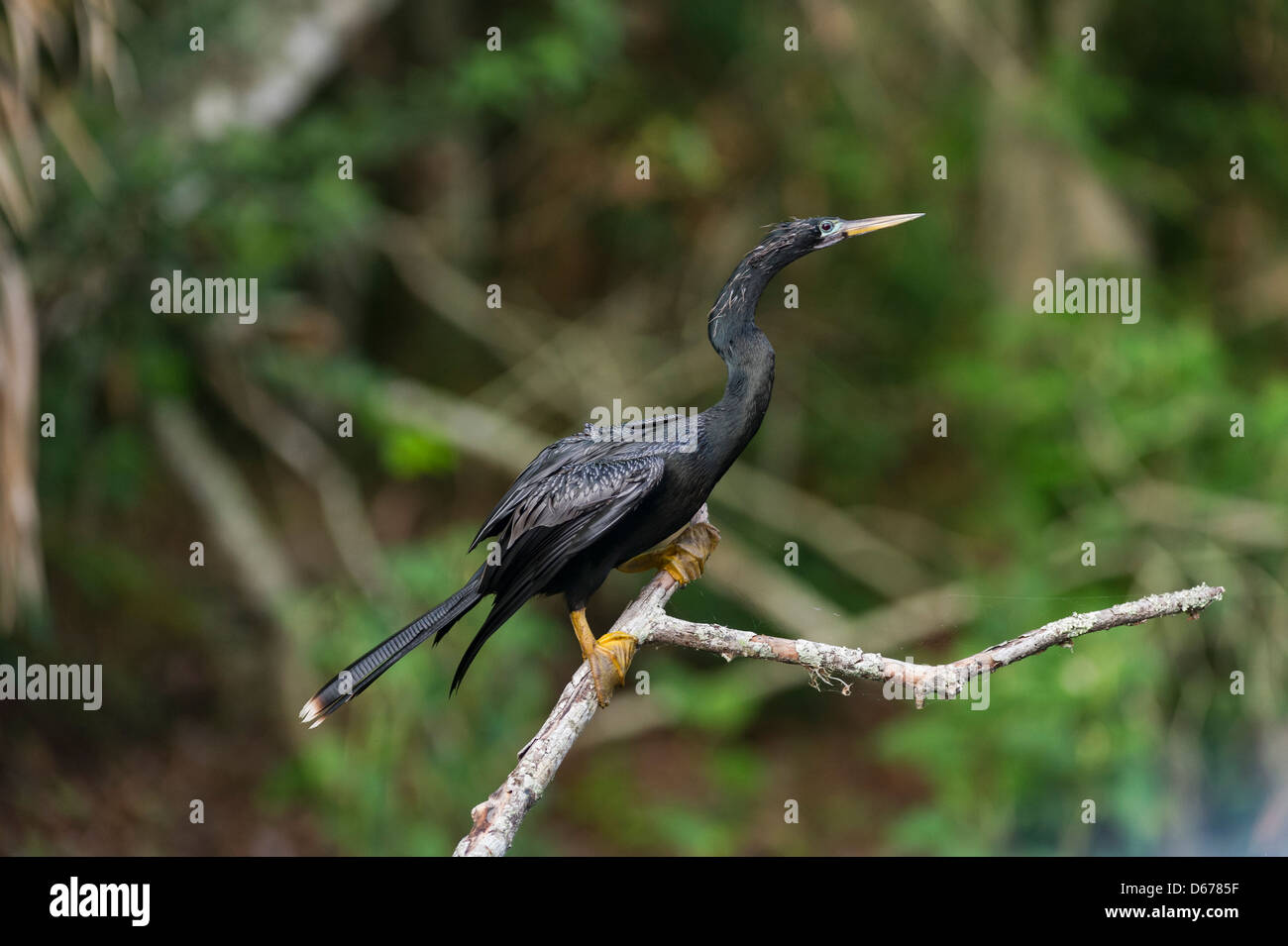Ezhighway snakebird hi-res stock photography and images - Alamy