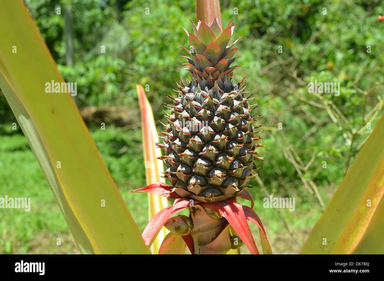 Miniature pineapple hi-res stock photography and images - Alamy