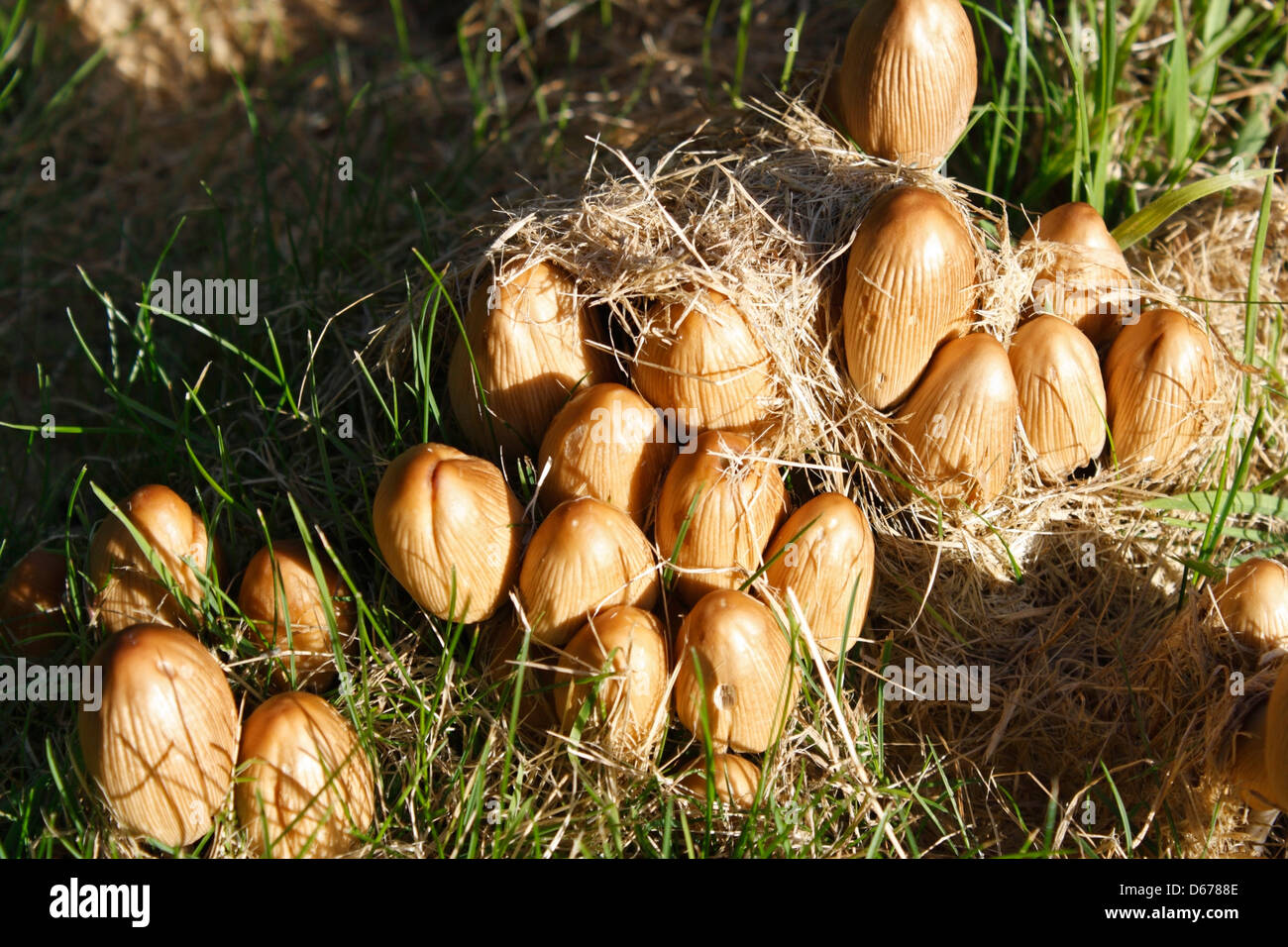Glistening Ink cap, Mushrooms, Coprinellus micaceus Stock Photo