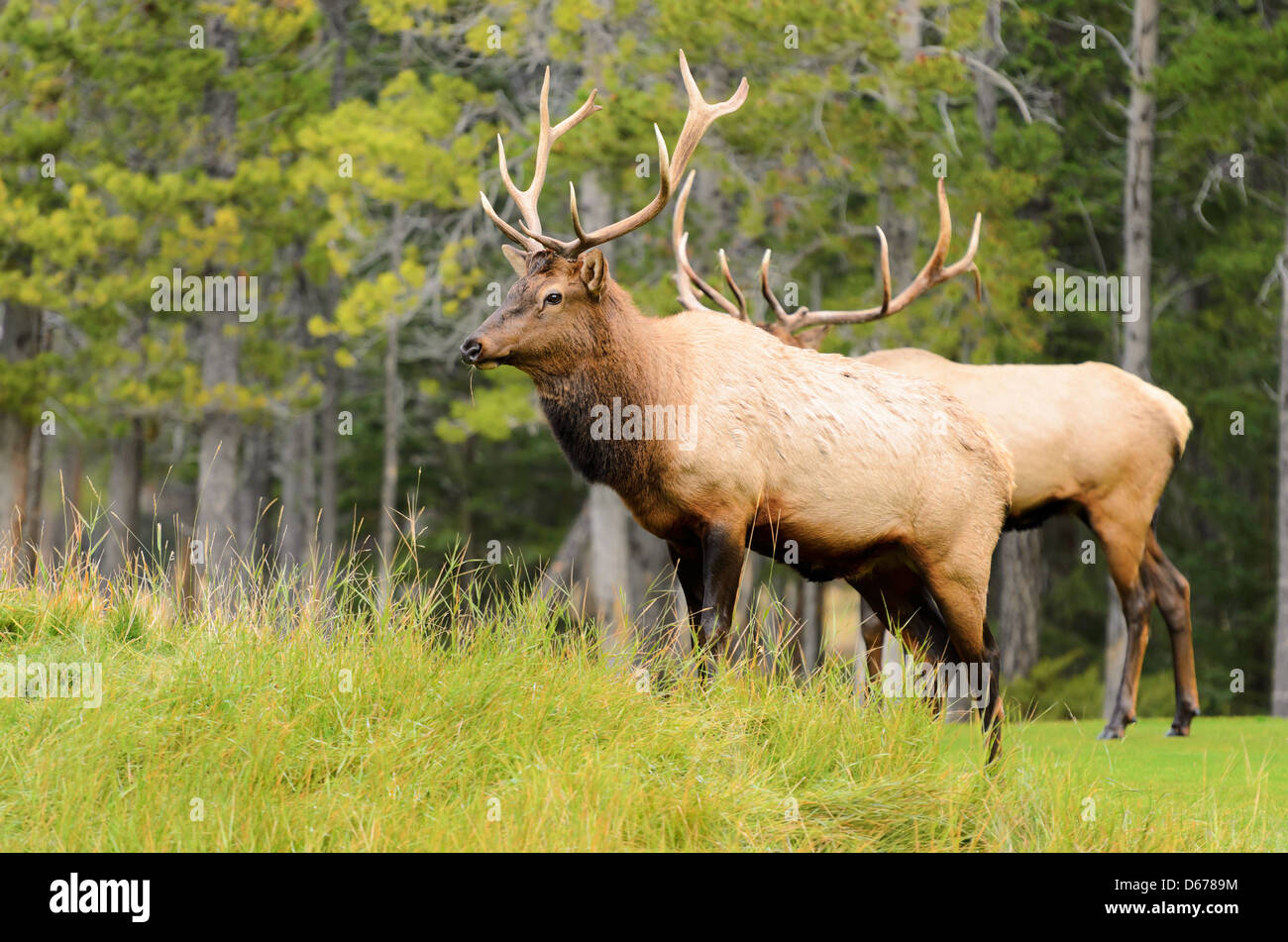 Male Elk or Wapiti (Cervus canadensis) near Cascade Pond in Banff