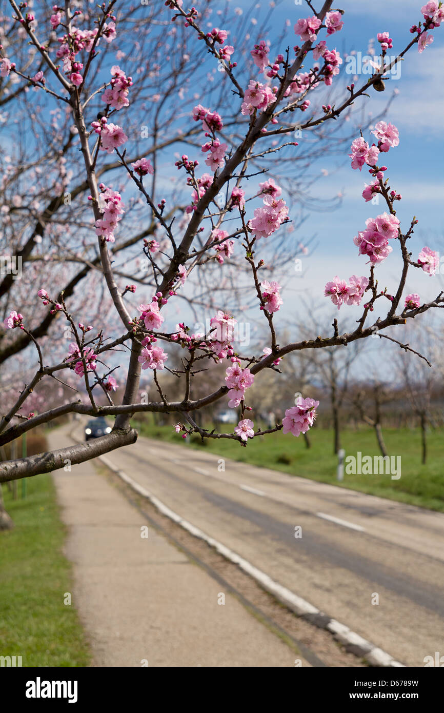 Almond blossoms in the Southern Palatinate, Rhineland-Palatinate, Germany Stock Photo