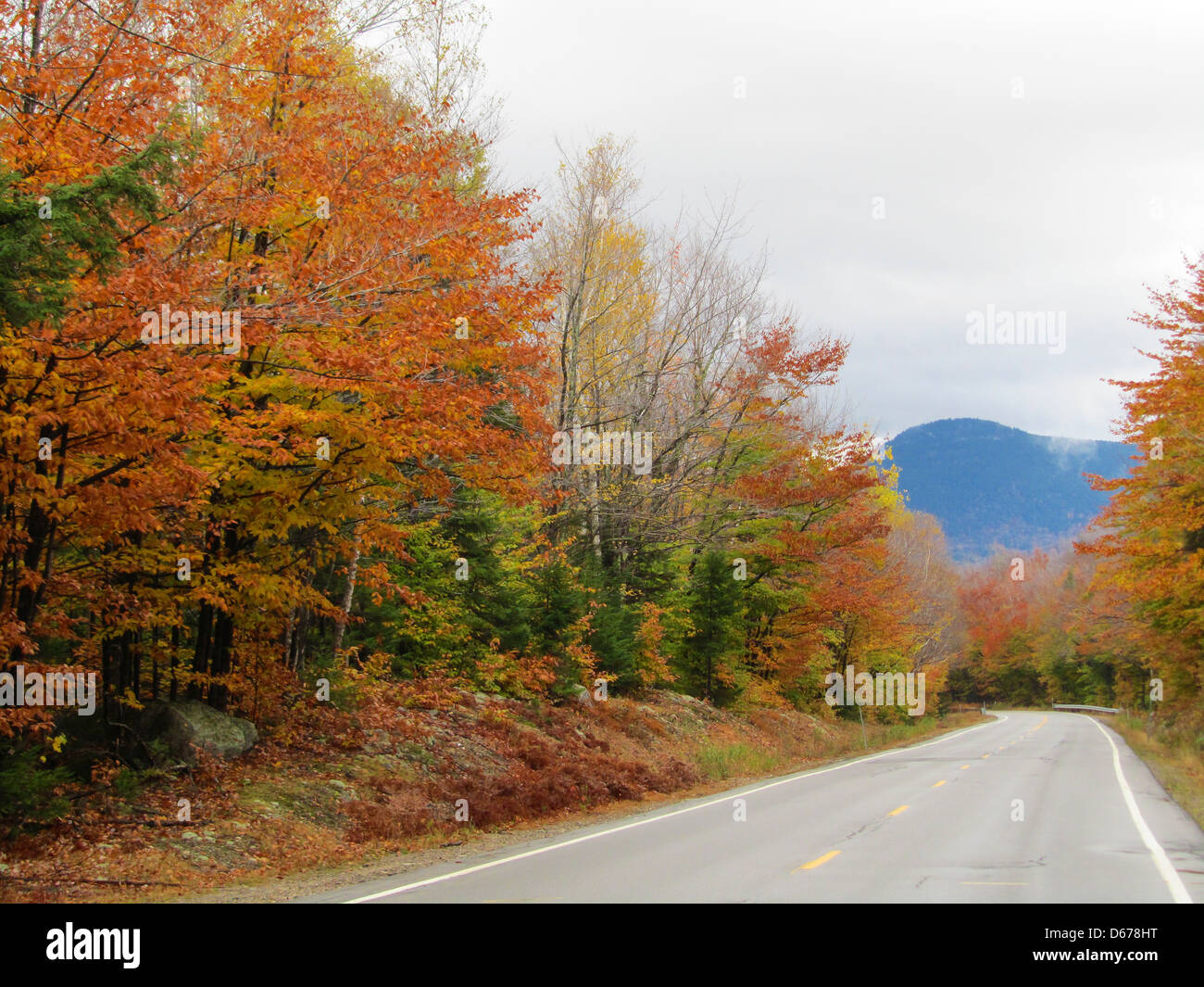 tree with beautiful colors and a blue sky Stock Photo - Alamy
