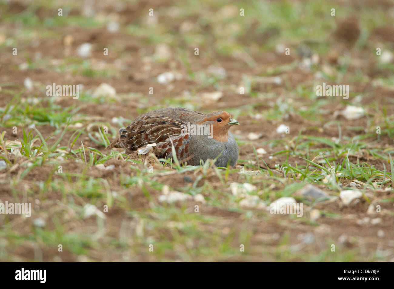 Perdix perdix - Grey partridge sitting on arable land Stock Photo