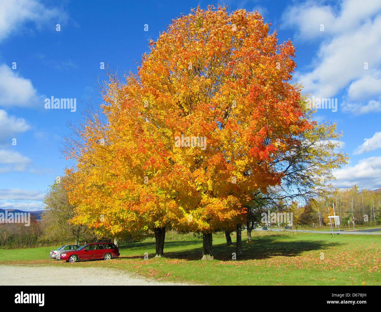 tree with beautiful colors and a blue sky Stock Photo - Alamy