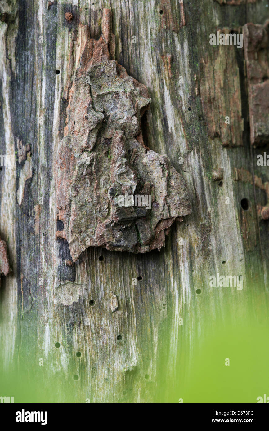 wooden troll face, norway Stock Photo