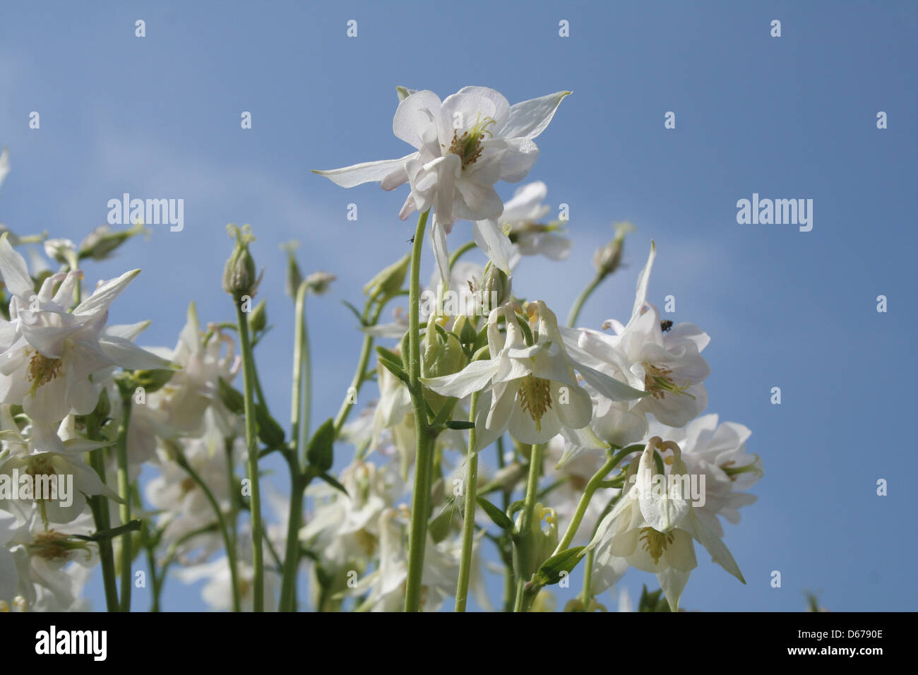 A white Aquilegia flower against blue sky in a cottage garden. Stock Photo
