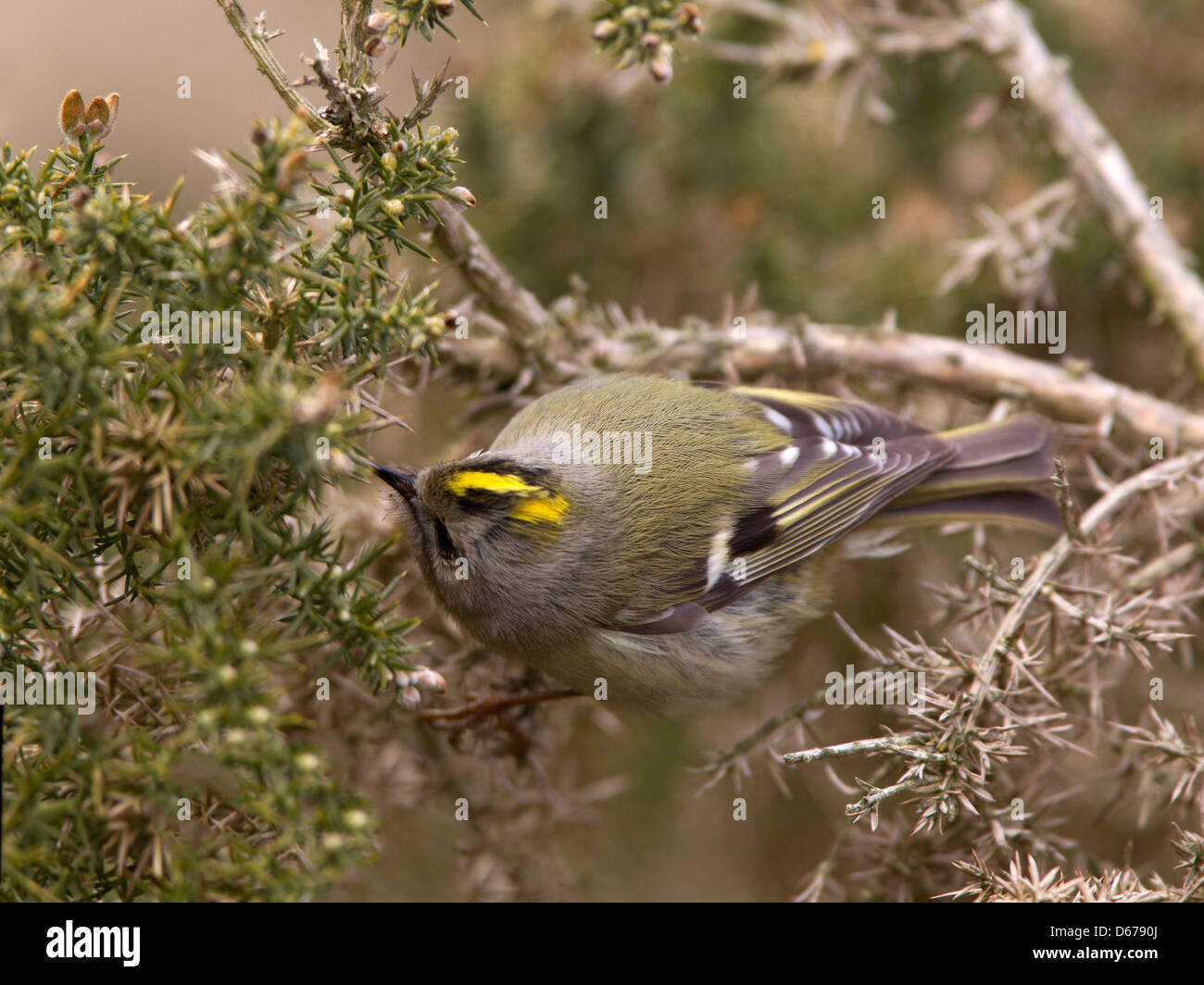 Female goldcrest in gorse bush Stock Photo