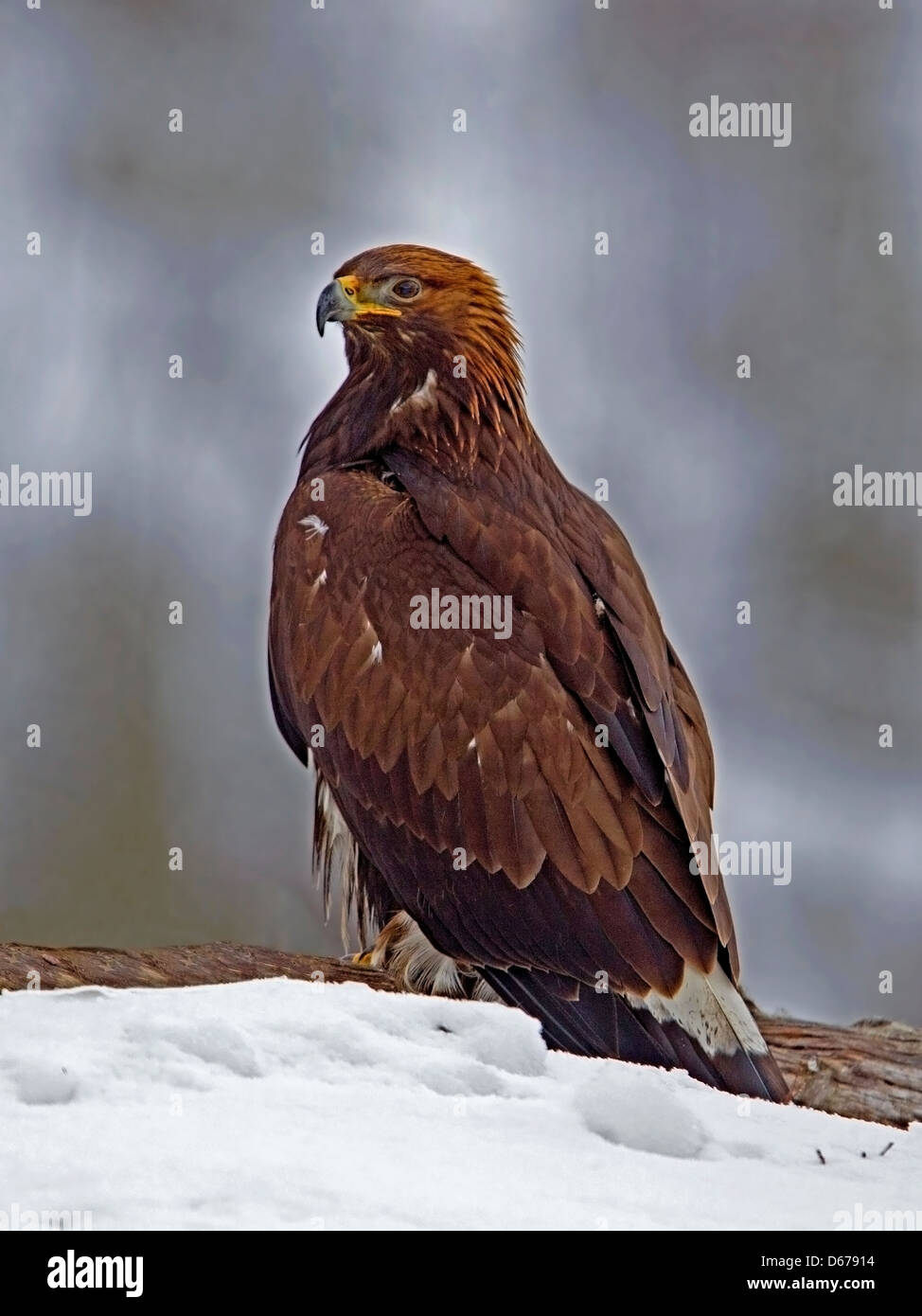 Juvenile Golden Eagle High Resolution Stock Photography and Images Alamy