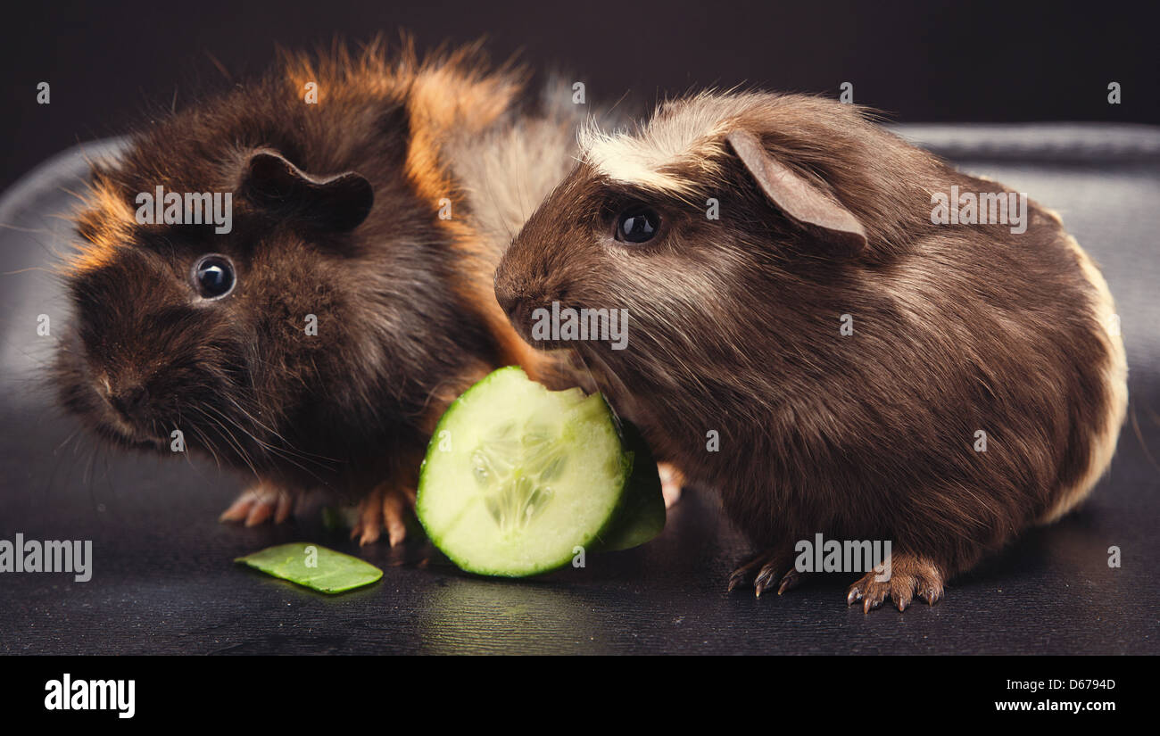 guinea pigs with cucumber Stock Photo Alamy