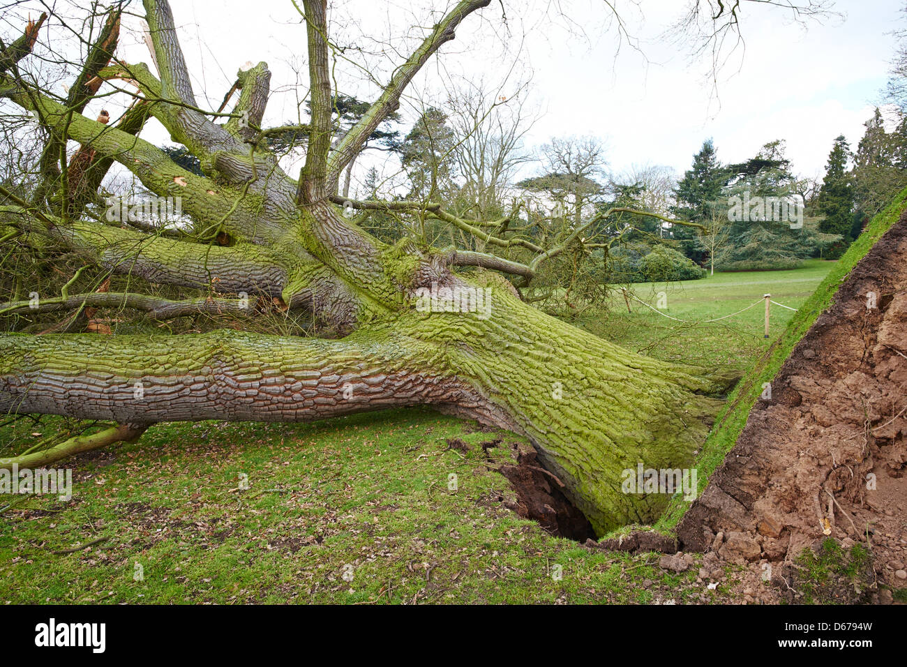 Tree brought down by high winds Warwick Warwickshire UK Stock Photo