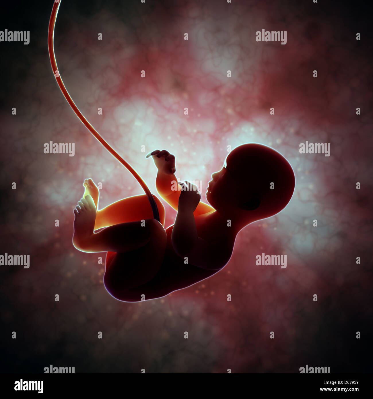 Baby Inside Womb Stock Photos & Baby Inside Womb Stock Images Alamy