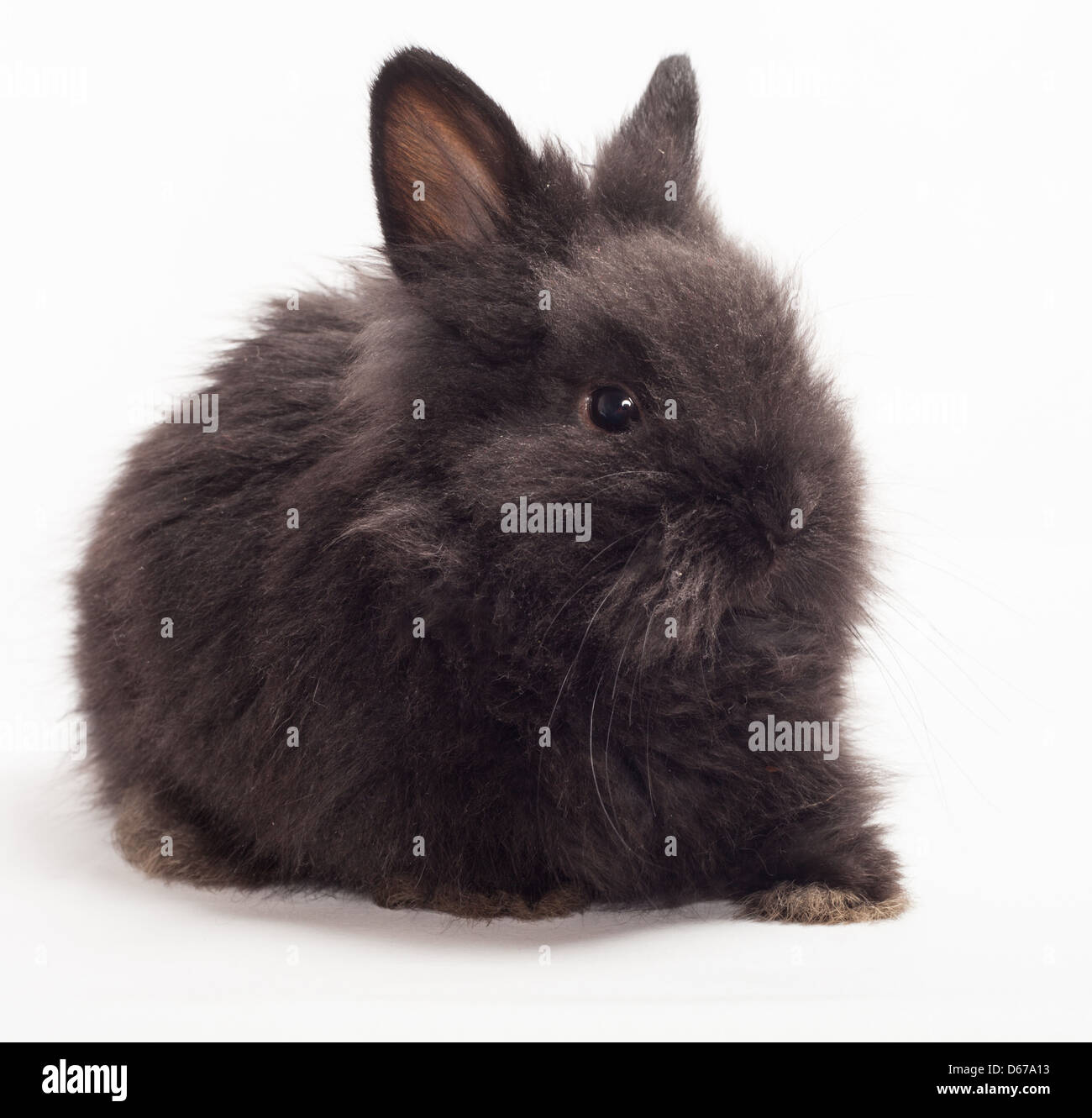 Black rabbit black background hi-res stock photography and images - Alamy
