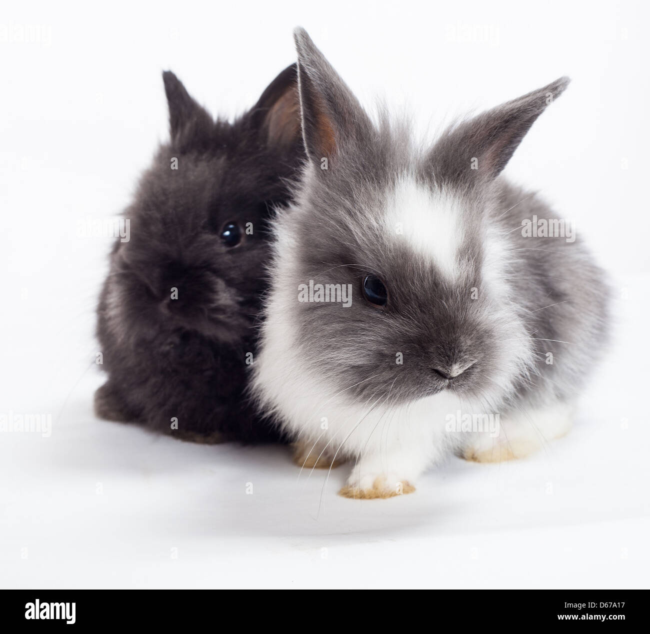 Two rabbit on a white background Stock Photo - Alamy