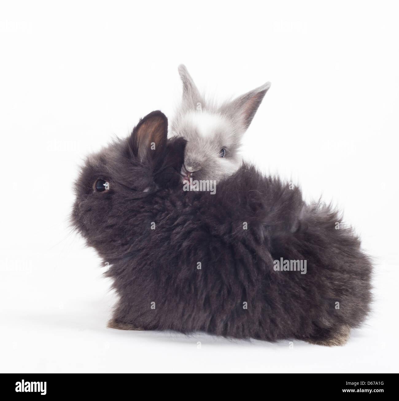 Two rabbits cuddling hi-res stock photography and images - Alamy Two rabbits cuddling hi-res stock photography and images - Alamy