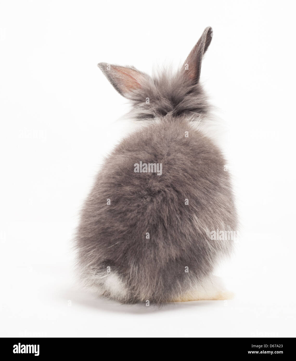 Gray rabbit ( bunny ) isolated on a white background Stock Photo - Alamy