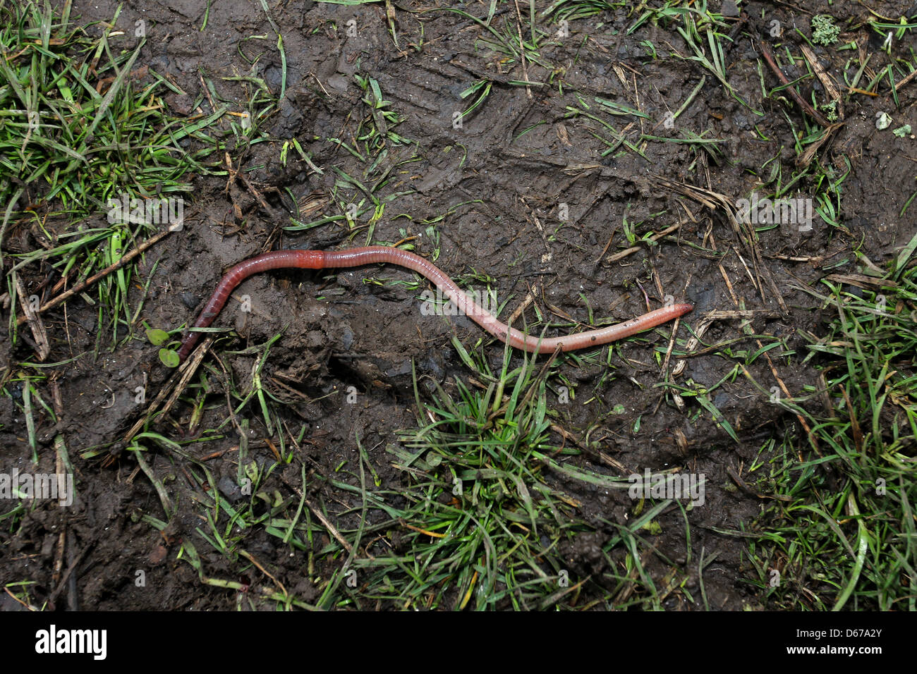 A big worm in the wet, trodden earth, soil and grass of Preston Park, Brighton, East Sussex, UK. Stock Photo