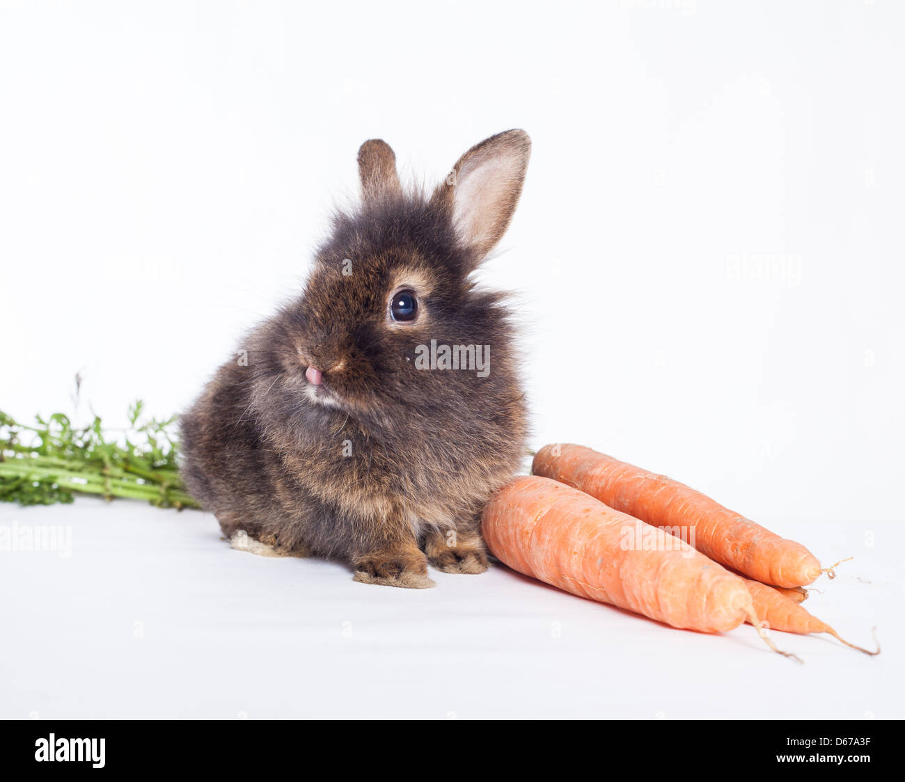 Rabbit with carrot isolated on a white background Stock Photo - Alamy