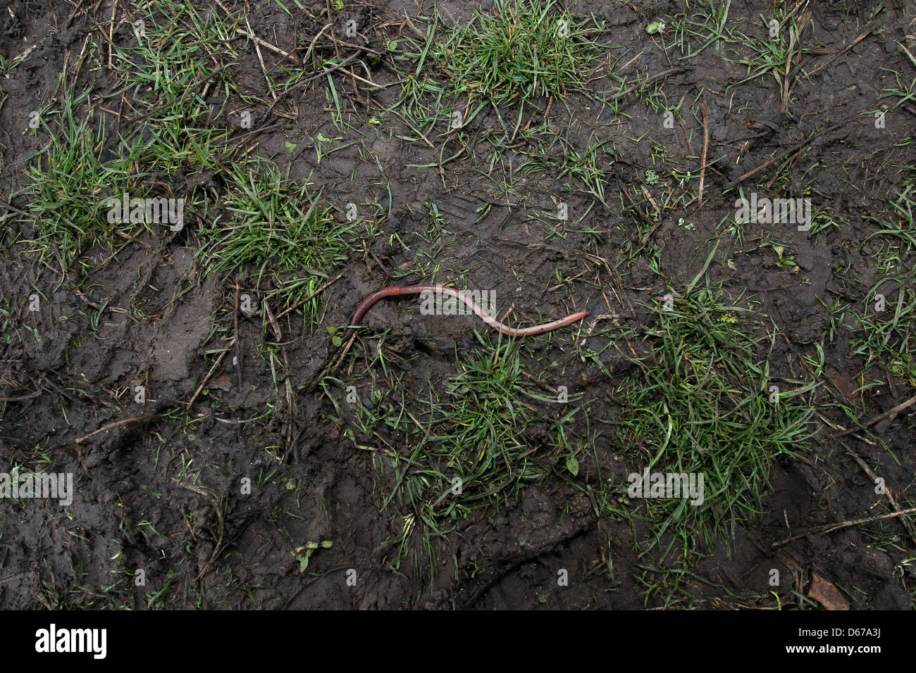 A big worm in the wet, trodden earth, soil and grass of Preston Park