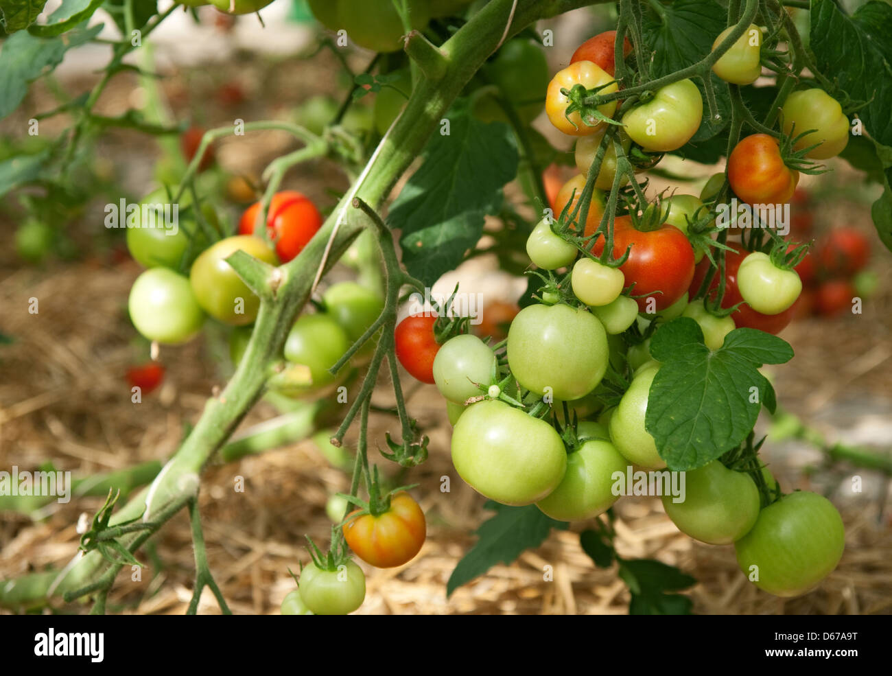 Bunches of green and red tomatoes ripening in a greenhouse Stock Photo ...