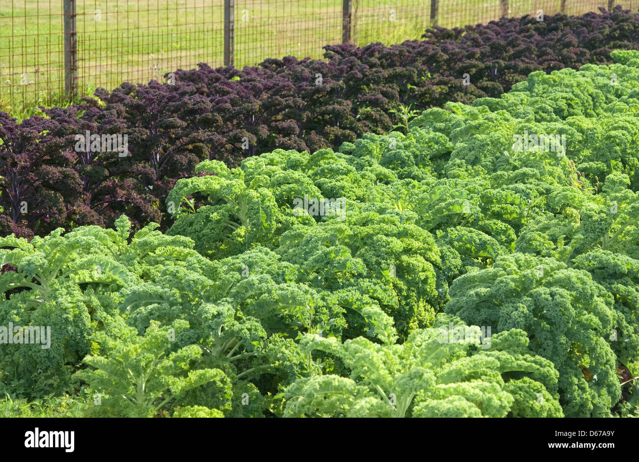 Summer vegetable garden full of fresh greenery Stock Photo Alamy