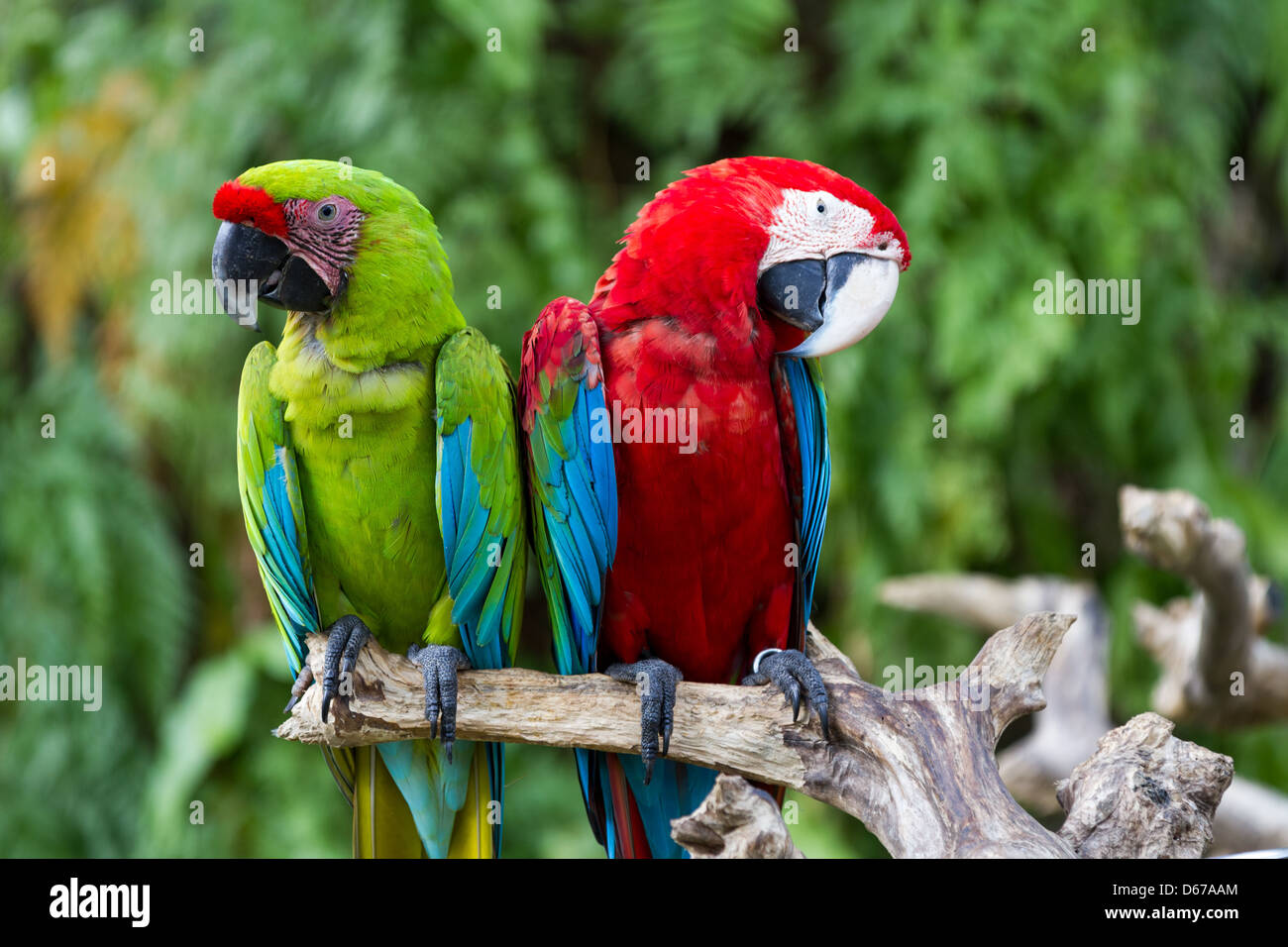 Couple of Green-Winged and Scarlet macaws in nature surrounding, Ubud, Bali, Indonesia Stock Photo