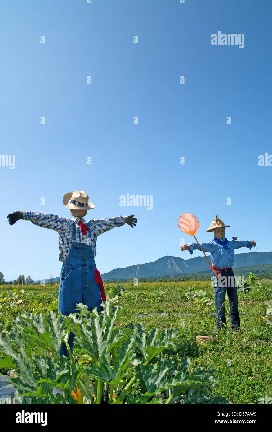 Rural scene - two scarecrows in the field. Stock Photo