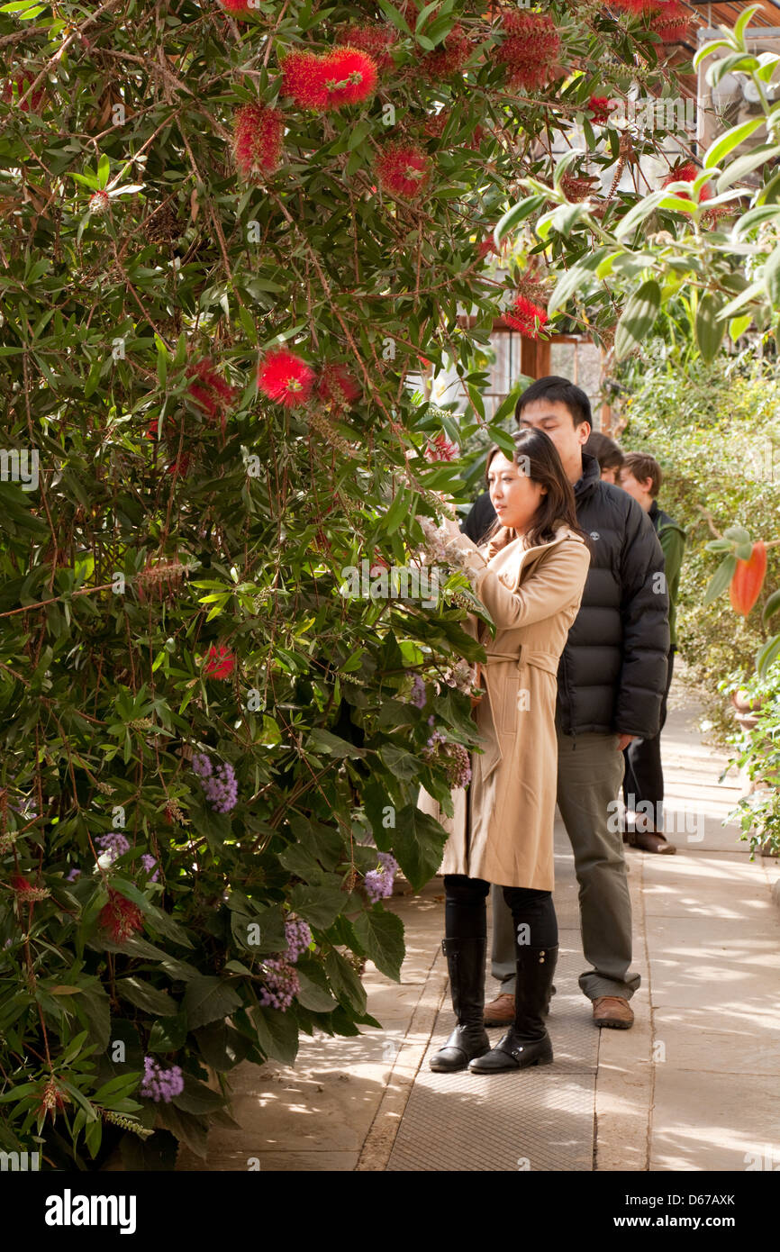 People looking at plants and flowers in the greenhouses, Cambridge