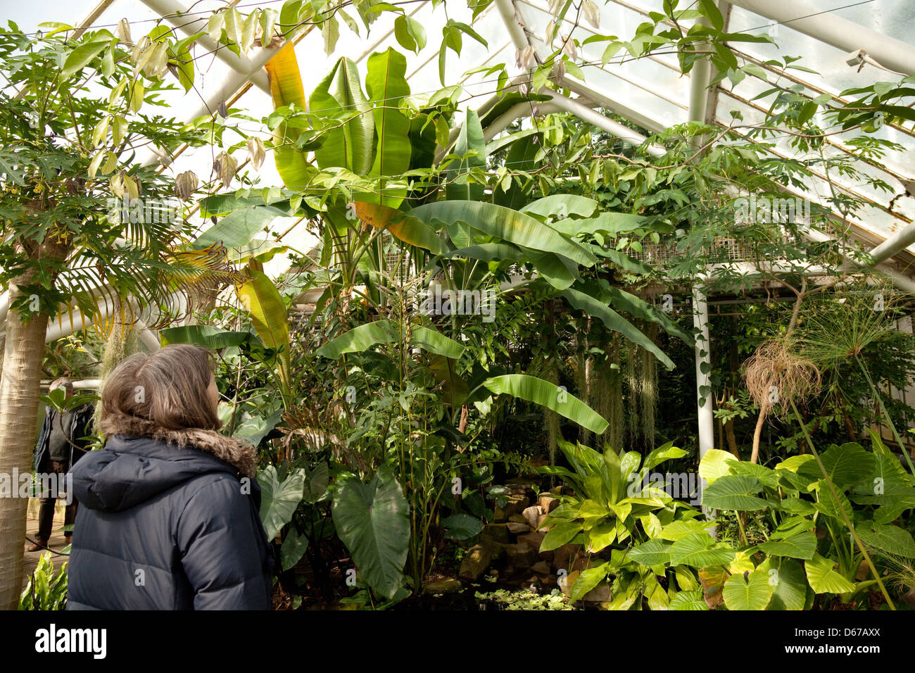 A woman looking at rainforest plants in the greenhouse, Cambridge University Botanic Garden, UK Stock Photo