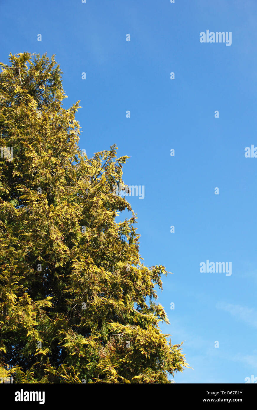 A tall conifer tree (Lawson Cypress) against a blue sky - with copy space Stock Photo