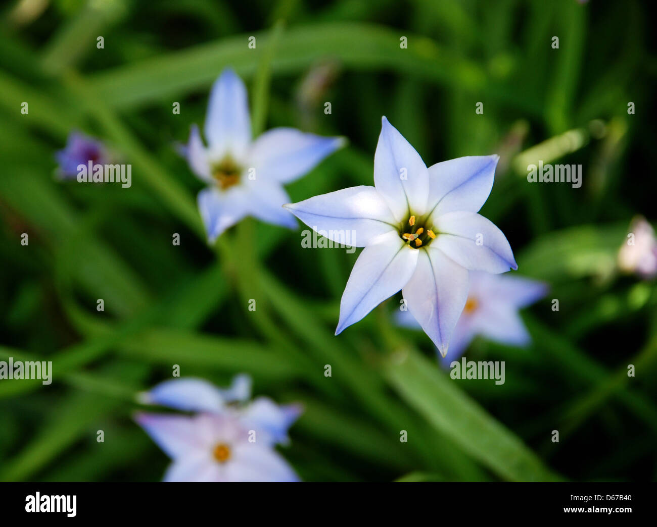 Beautiful blue and white spring starflowers with green foliage Stock Photo