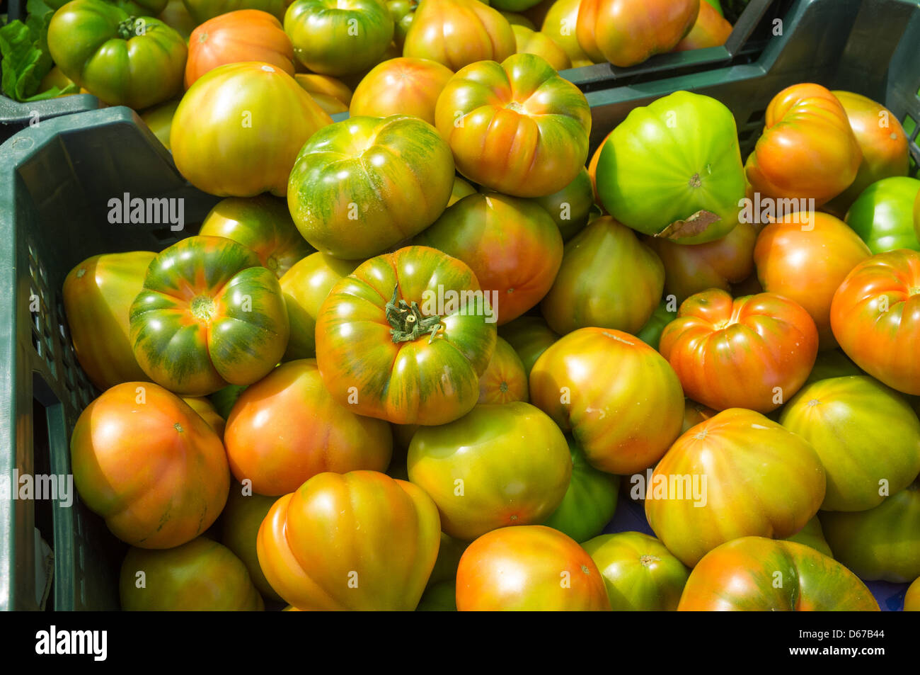 Full frame take of fresh green tomatoes at a market stall Stock Photo ...