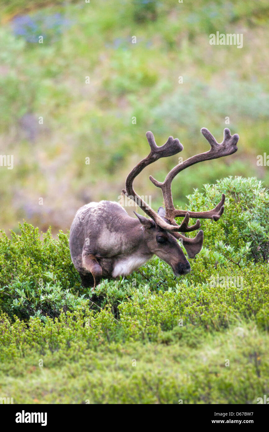 Woodland caribou hires stock photography and images Alamy