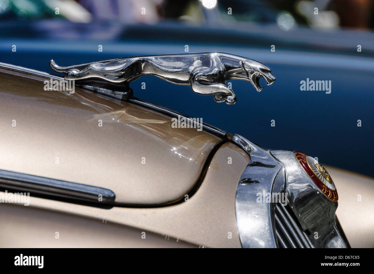 Jaguar mascot hires stock photography and images Alamy