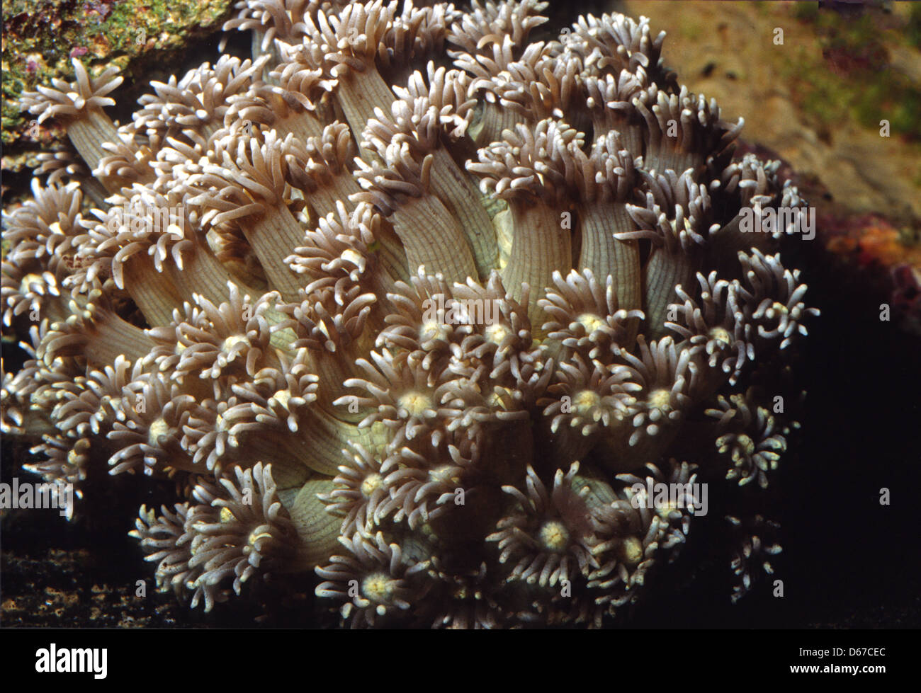 Flower Pot Coral  Goniopora lobata, Poritidae, Indo-pacific Ocean Stock Photo