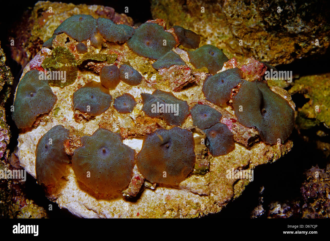 Mushroom coral, Discosoma nummiformis, Corallimorphidae Stock Photo